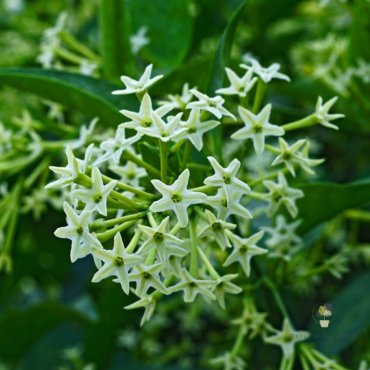 ΝΥΧΤΟΛΟΥΛΟΥΔΟ – Cestrum nocturnum - 2